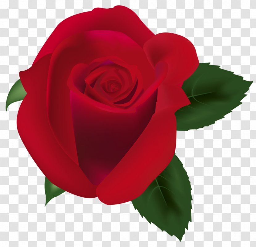 Garden Roses Cabbage Rose China Floribunda Clip Art - Rgb Color Model - Clipart Transparent PNG