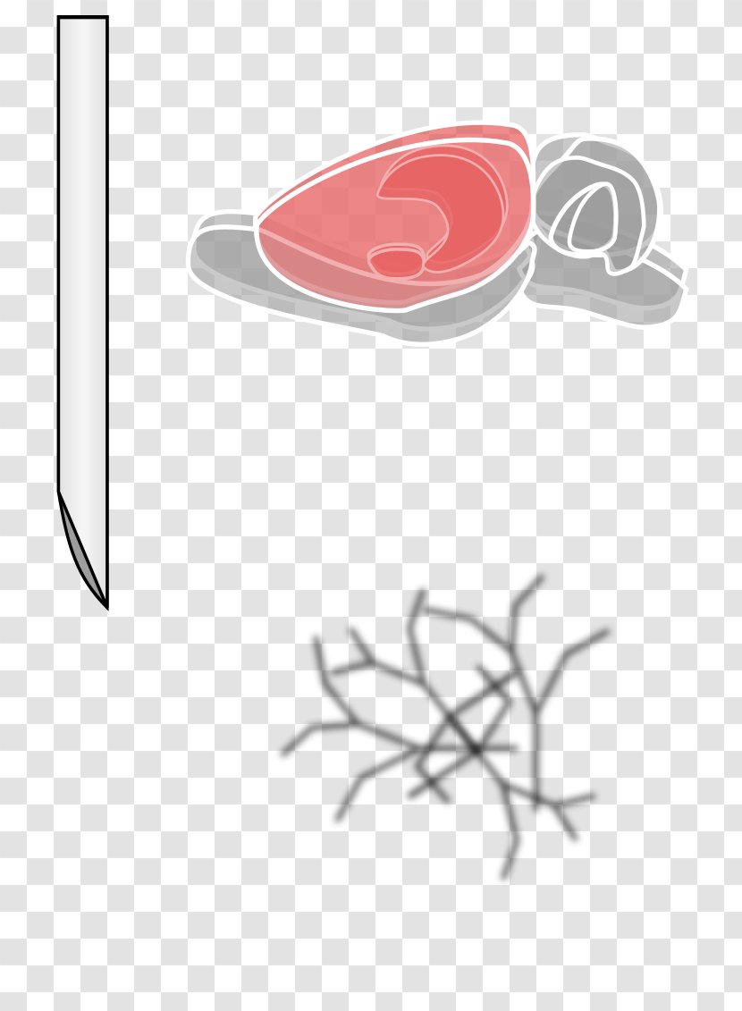 Laboratory Rat Drawing Brain Clip Art - Logo - Cartoon Transparent PNG