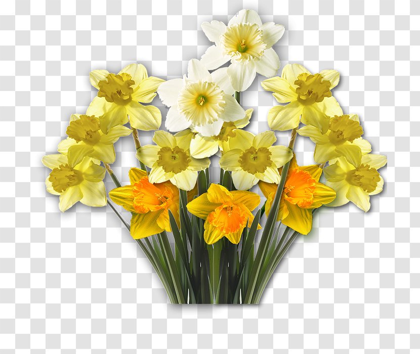 Daffodil Clip Art Flower Blume - Daytime - Narcissus Transparent PNG