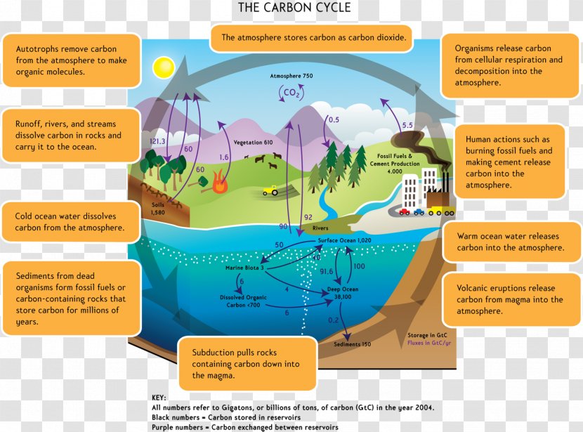 Carbon Cycle Global Warming Water Dioxide Biology - World Transparent PNG