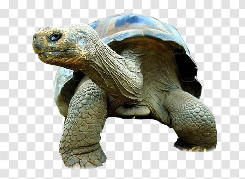 Turtle Galápagos Tortoise Reptile Giant Primate Transparent PNG