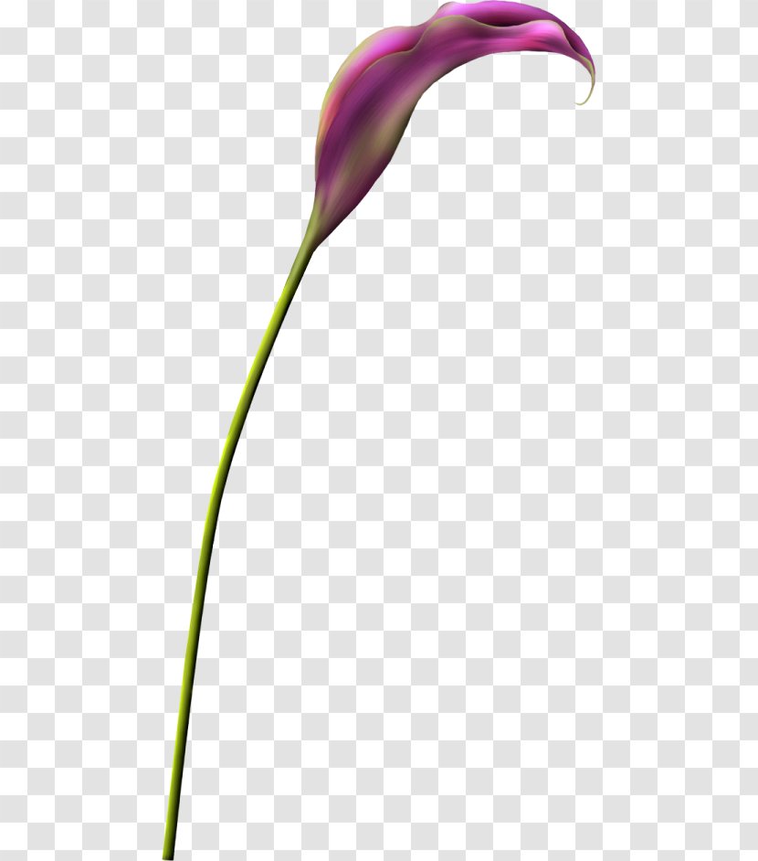 English Lavender Petal Flower Plant Stem - Yandex Transparent PNG