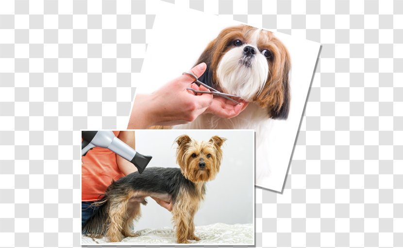 Havanese Dog Puppy Yorkshire Terrier Bichon Frise Grooming - Pet Transparent PNG