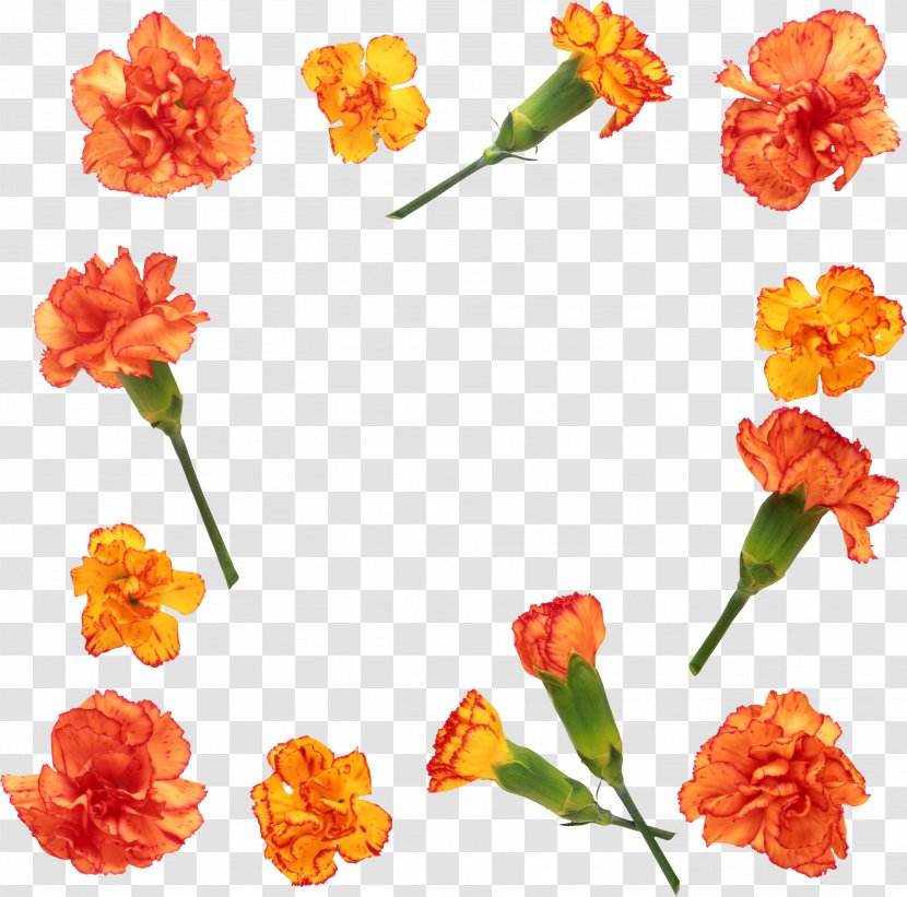 Carnation Flower Stock Photography Clip Art - CARNATION Transparent PNG