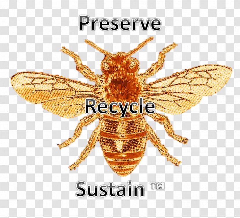 Honey Bee Insect Pest Transparent PNG