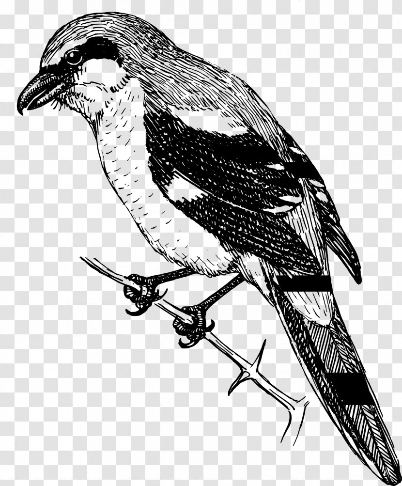Shrike Clip Art - Kiwi Bird Transparent PNG