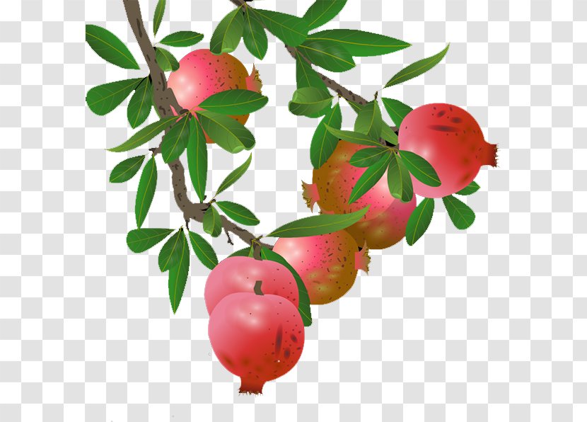 Pomegranate Lingonberry Apple Transparent PNG