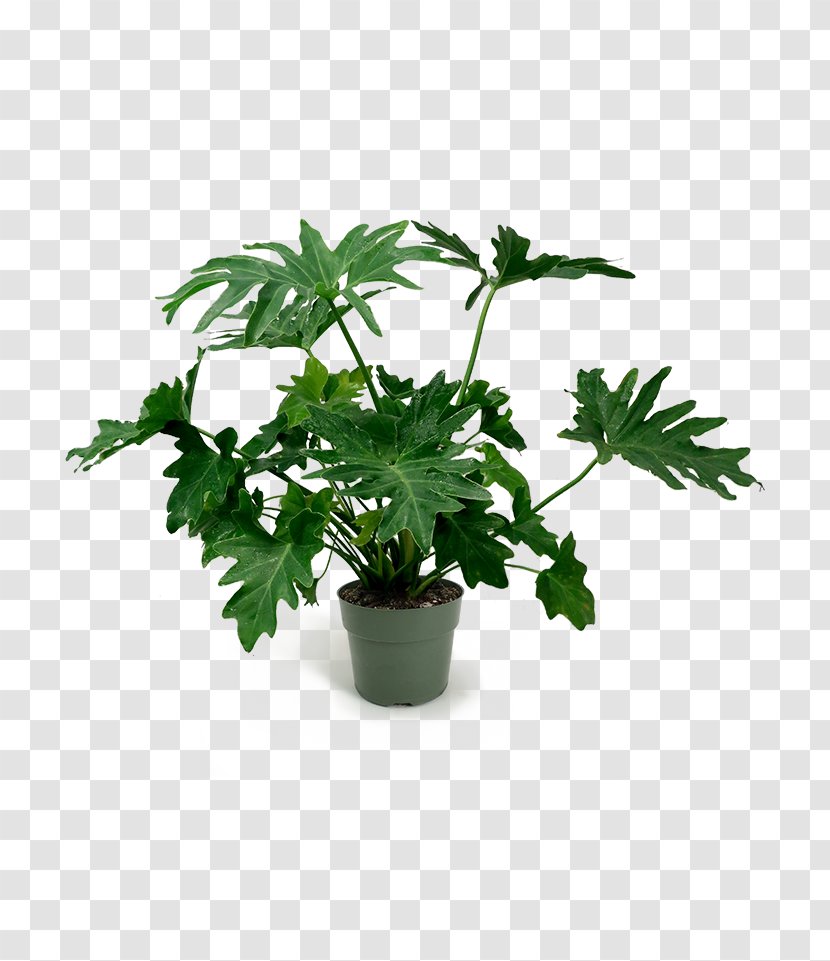 Flowerpot Leaf Houseplant Herb Tree - Flowering Plant - Philodendron Transparent PNG
