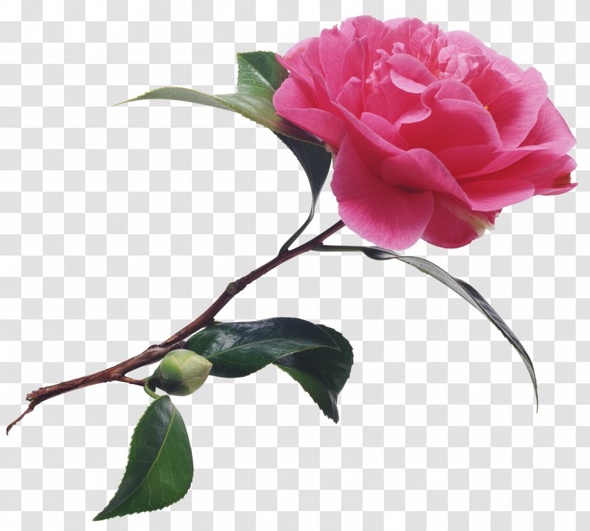 Photography Joke Clip Art - Flower - Garden Roses Transparent PNG