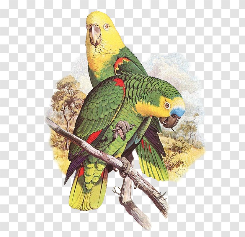 Parrots Of The World Bird Parakeet - Perico - Loros Transparent PNG