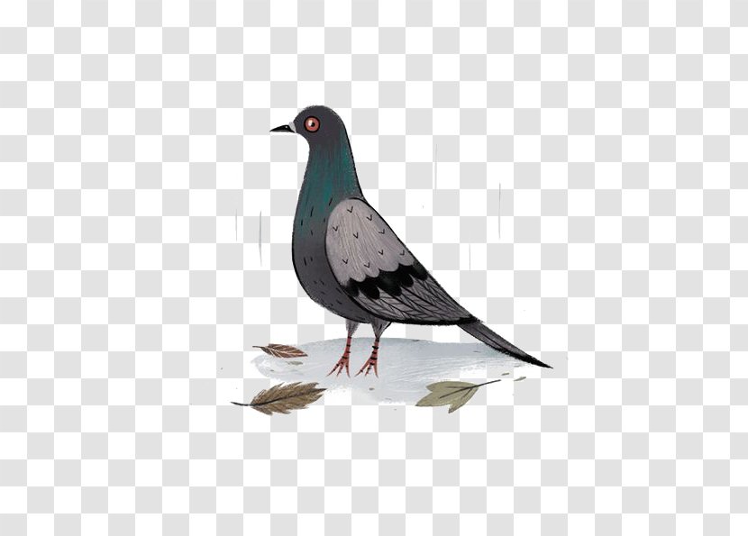 Columbidae Bird Rock Dove Drawing - Stock - Pigeon Transparent PNG