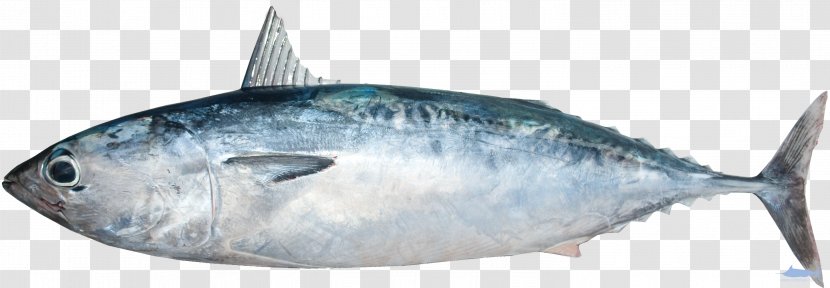 Fish Mackerel Thunnus Frigate Tuna Scombridae - Perch Like Transparent PNG