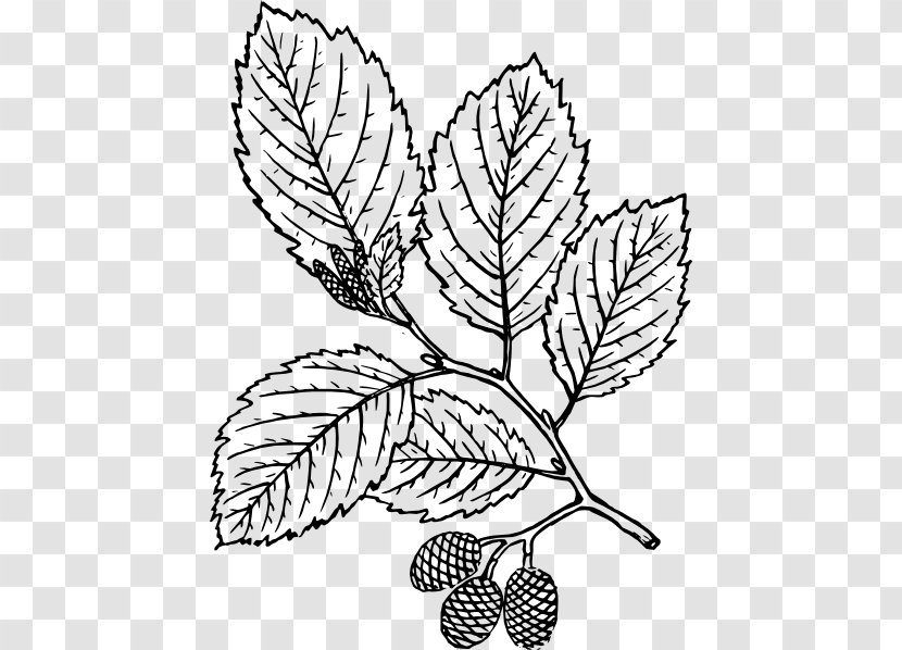 Drawing Red Alder Botany Tree Clip Art - Fresh Mint Leaves Transparent PNG