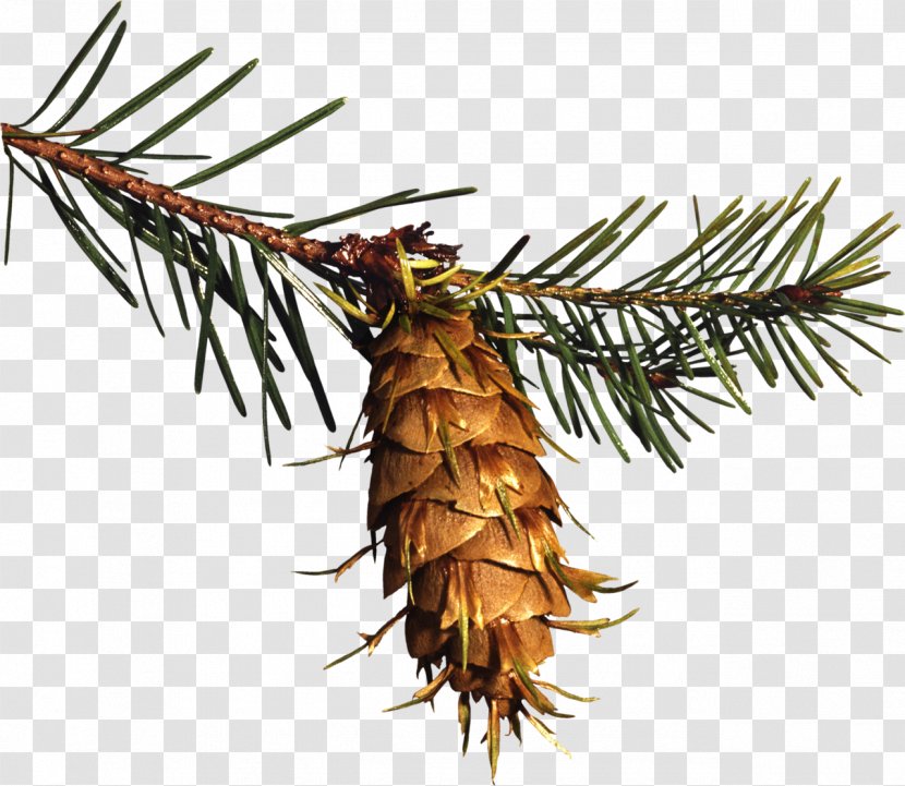 Spruce Conifer Cone Pine Clip Art - Conifers - Twig Transparent PNG