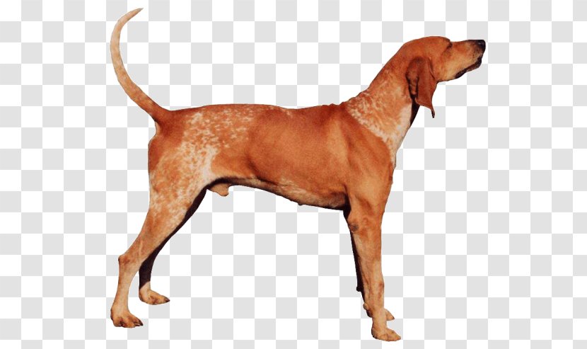 American English Coonhound Redbone Black And Tan Foxhound Bluetick - Vizsla Transparent PNG
