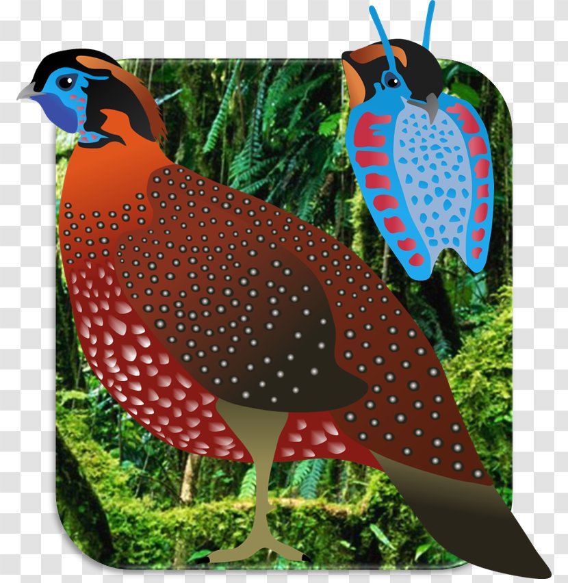 Temminck's Tragopan Bird Beak Art Jewellery - Animal Transparent PNG