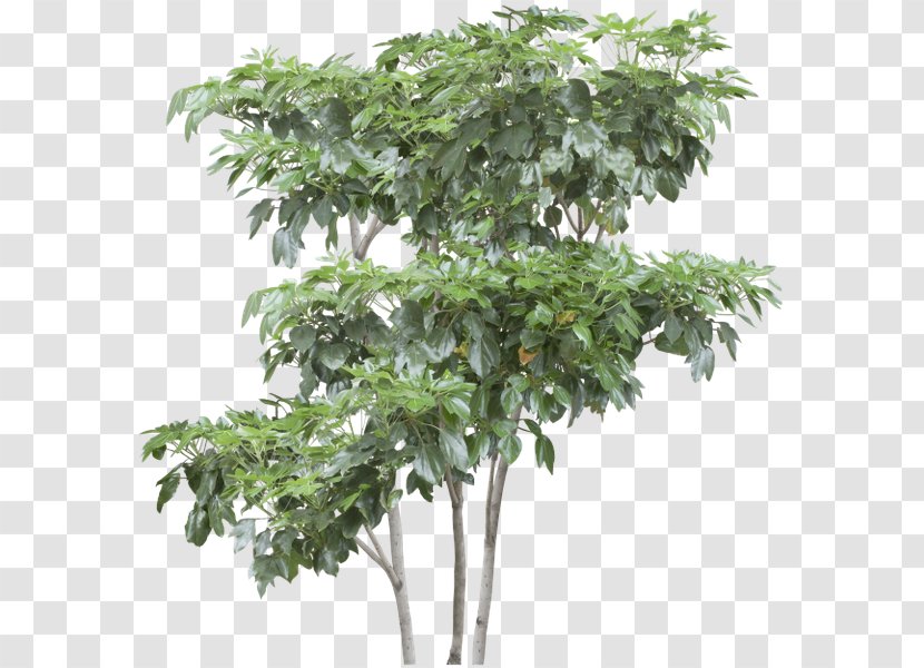 Tree Shrub Tropical Rainforest Transparent PNG