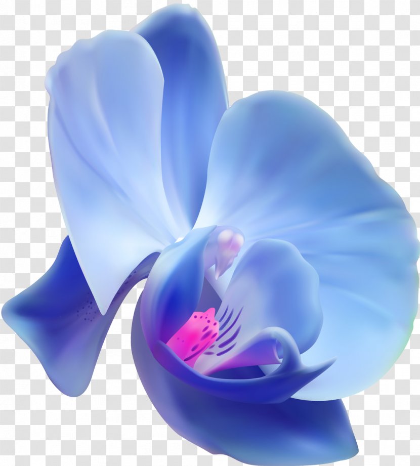 Orchids Flower Clip Art - Photography - Orchid Transparent PNG