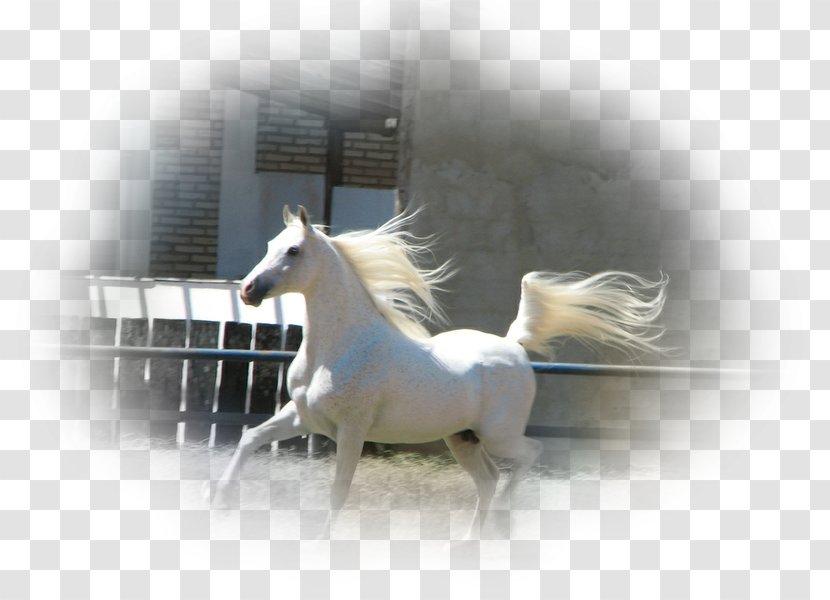 Mane Yemen Bedouin Arabs Horse - Mustang Transparent PNG