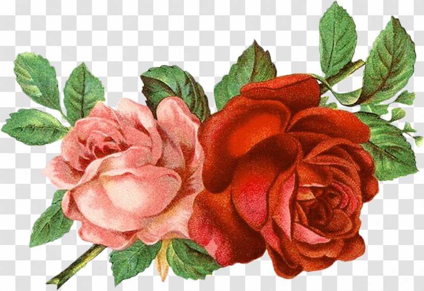 Garden Roses - Cut Flowers Petal Transparent PNG