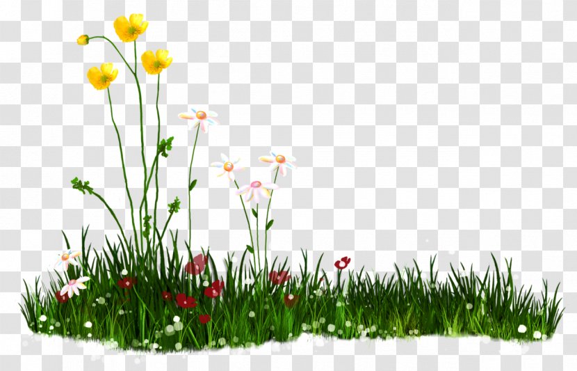Android Download Clip Art - Flower - Nature Transparent PNG