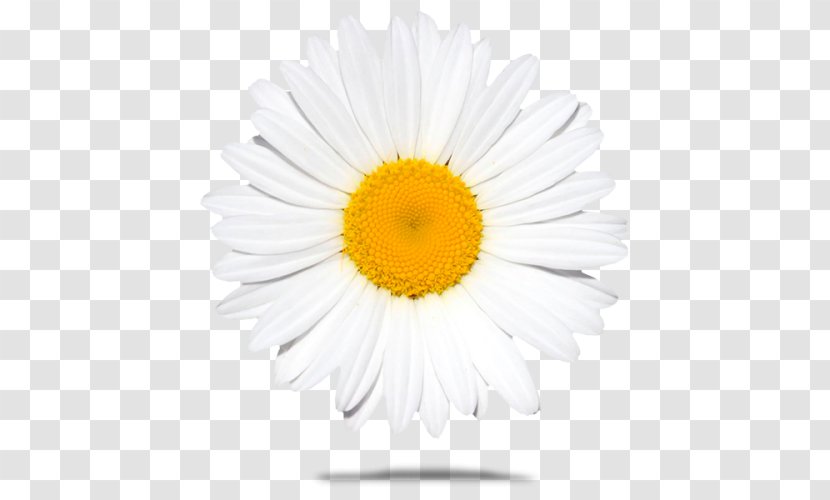Common Daisy Stock Photography Royalty-free Oxeye - Petal - Royaltyfree Transparent PNG