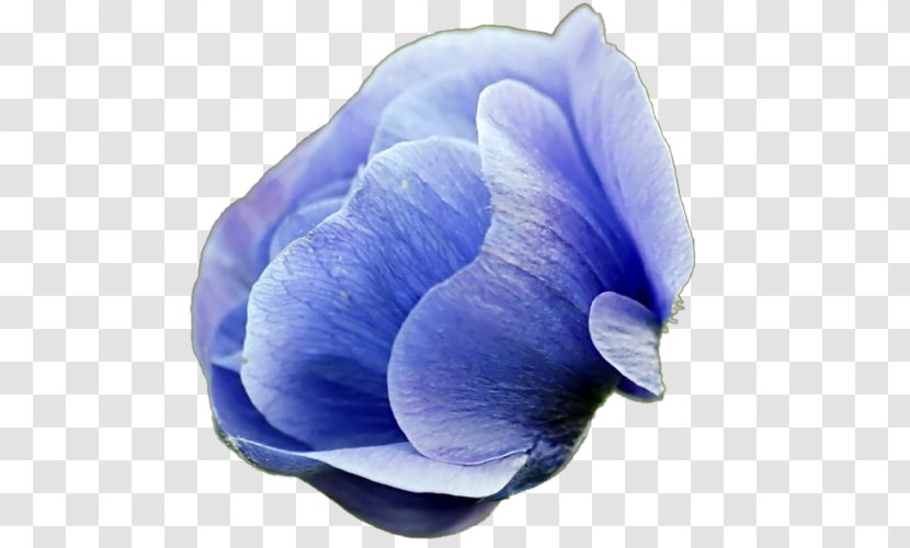 Desktop Wallpaper Flower Common Daisy Blue - Gaga Transparent PNG