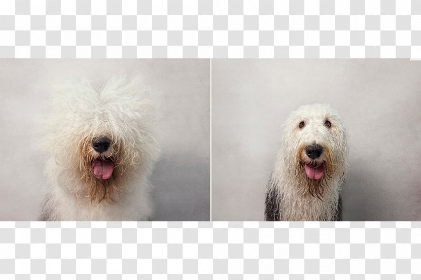 Wet Dog Dachshund Pet Puppy Show - Rovercom Transparent PNG