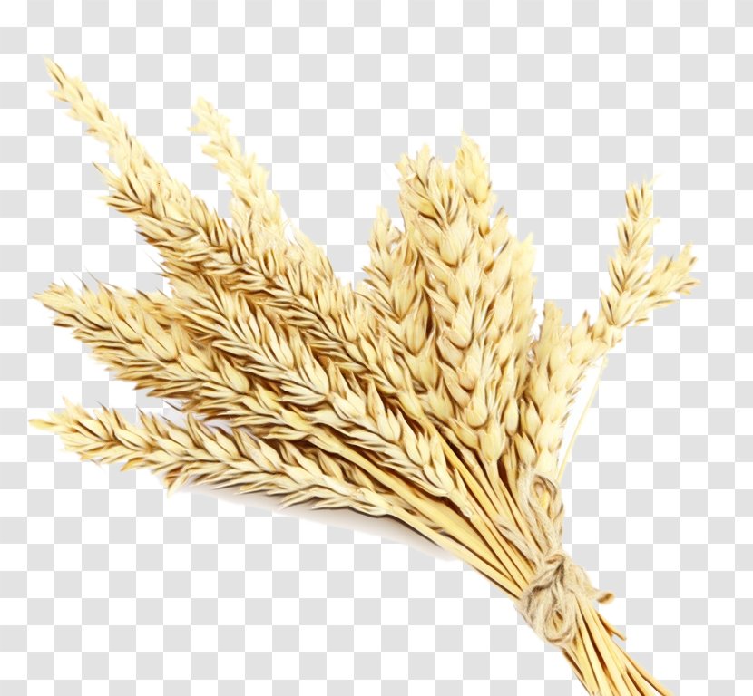 Wheat Cartoon - Food Grain - Farro Rye Transparent PNG