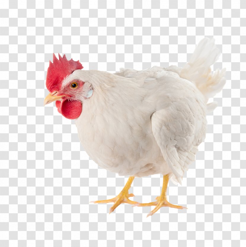 Chicken As Food Broiler Poultry Farming Egg - Meat Packing Industry Transparent PNG