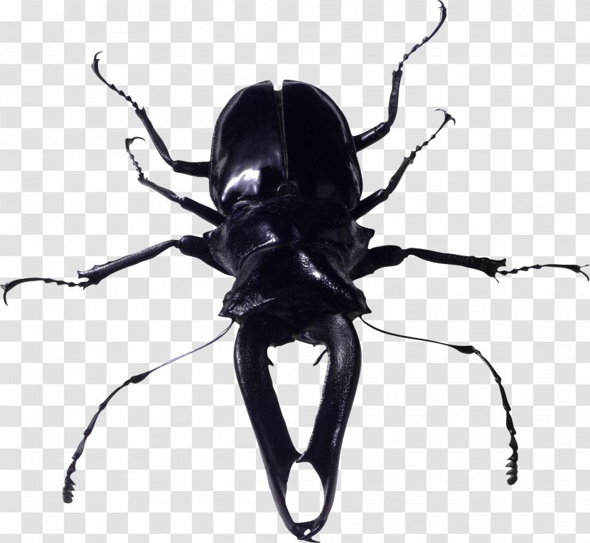 Beetle Look At Insects - Insect - Bug Image Transparent PNG