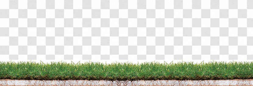 Crop Lawn Grassland Grasses Family - Commodity - Agriculture Transparent PNG