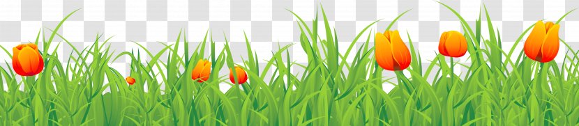 Tulip Time Festival - Bud - Grass Ground With Tulips Clipart Transparent PNG