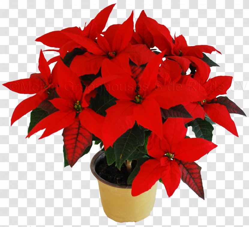 Poinsettia Flower Christmas Plant Clip Art - Cut Flowers - Flor Transparent PNG