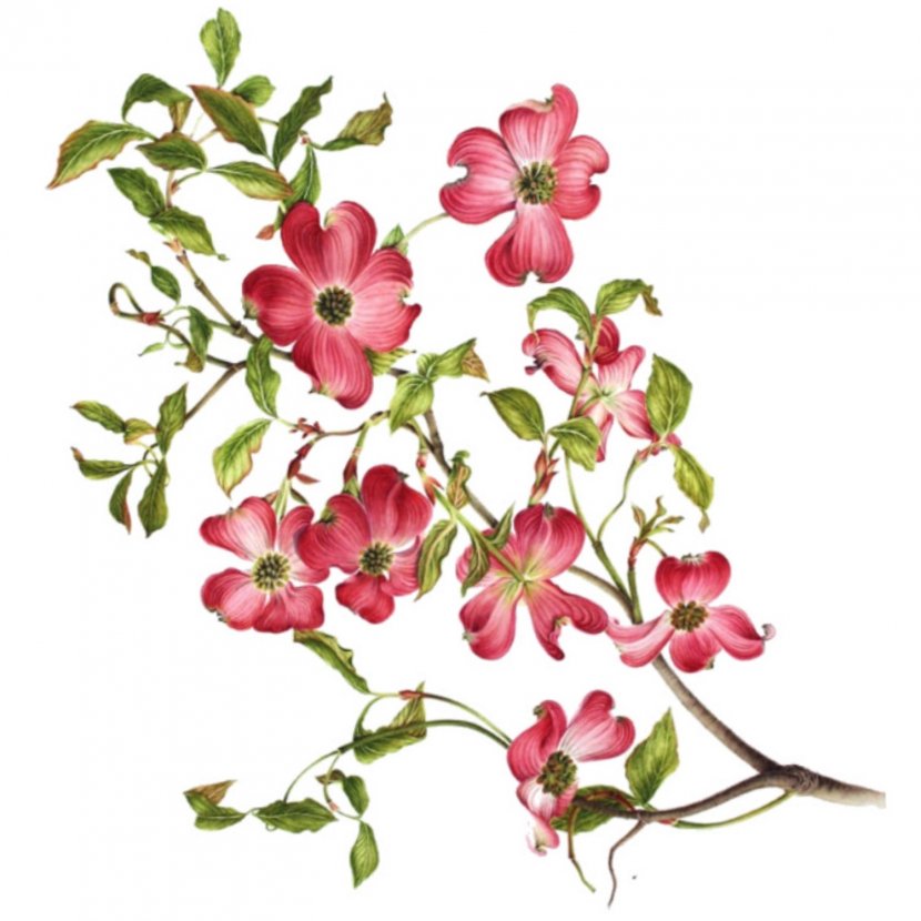 Flowering Dogwood Virginia Drawing Clip Art - Plant - Branch Cliparts Transparent PNG