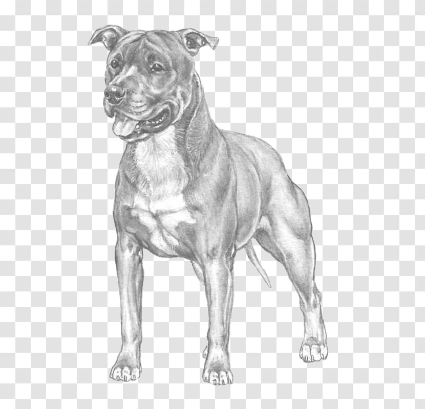 American Pit Bull Terrier Staffordshire - Dog Like Mammal - Race Transparent PNG