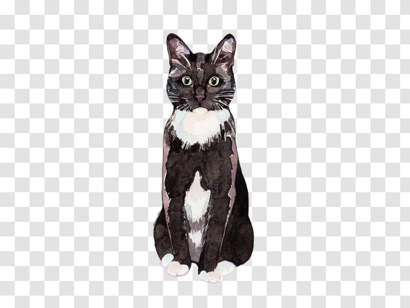 American Shorthair Kitten Black Cat Wirehair Siamese Transparent PNG