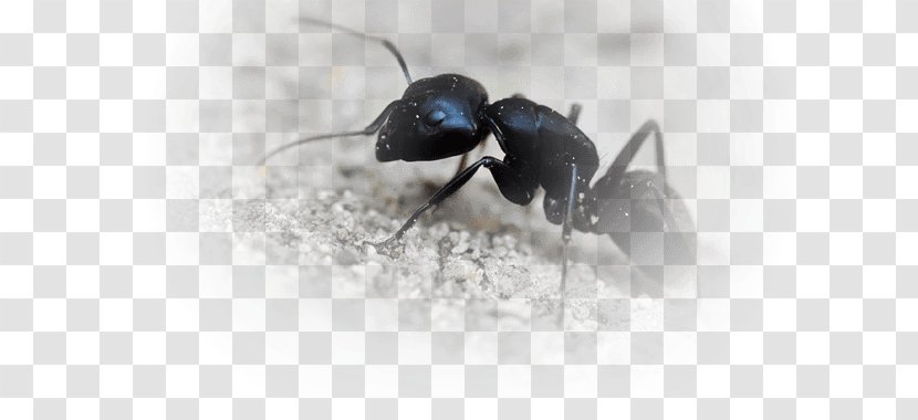 Black Garden Ant Insect Carpenter Fire - Kitchen Transparent PNG