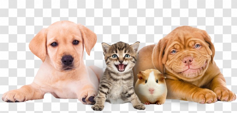 Puppy Yorkshire Terrier West Highland White Bulldog Labrador Retriever - Whiskers - Dog And Cat Transparent PNG
