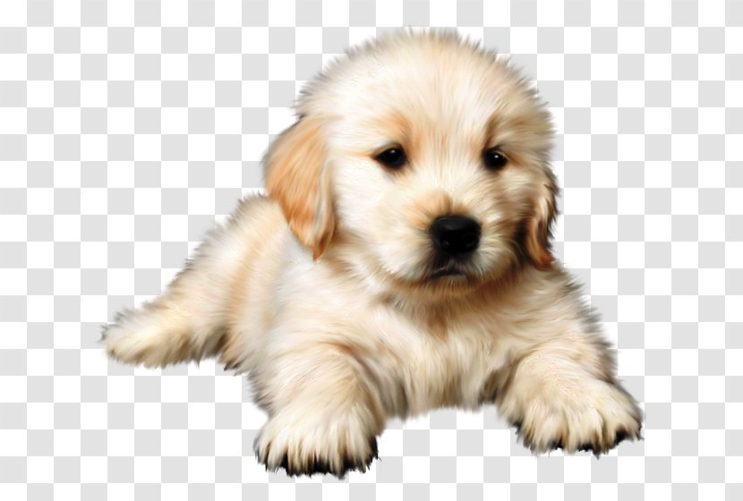 Domestic Rabbit Puppy Cat Golden Retriever - Dog Like Mammal Transparent PNG