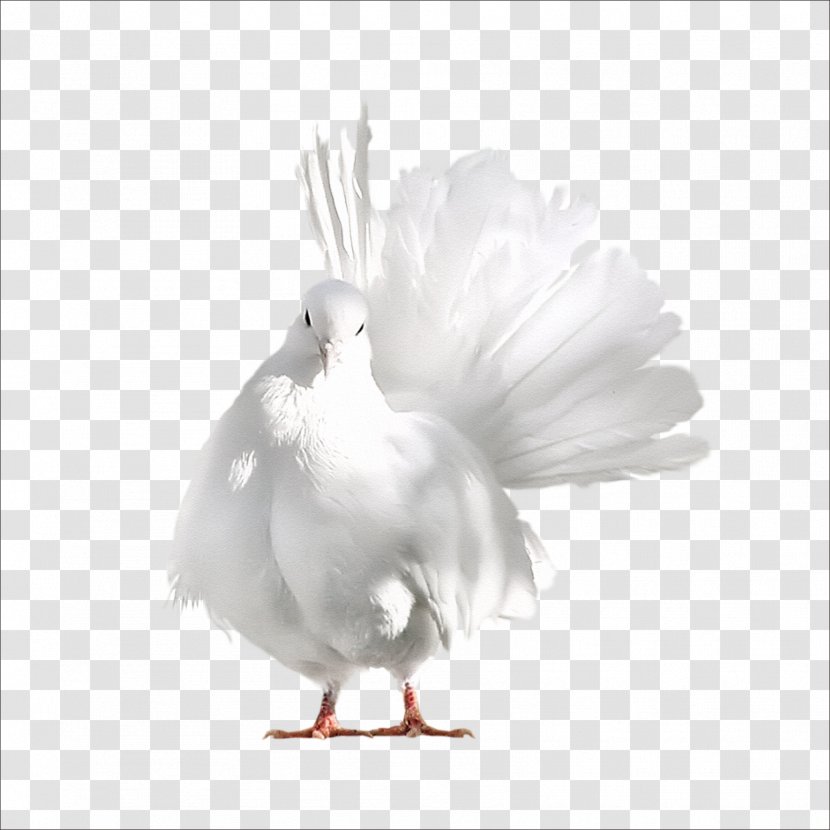 Domestic Pigeon Columbidae Bird - Chicken Transparent PNG