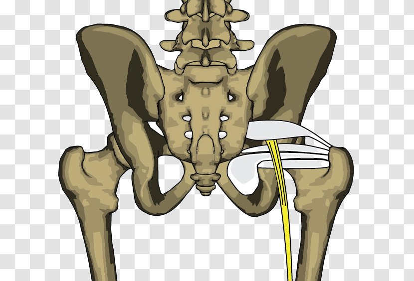 Bone Piriformis Syndrome Musculi Gemelli Rhomboid Major Muscle Internal Obturator - Frame - Skeleton Transparent PNG