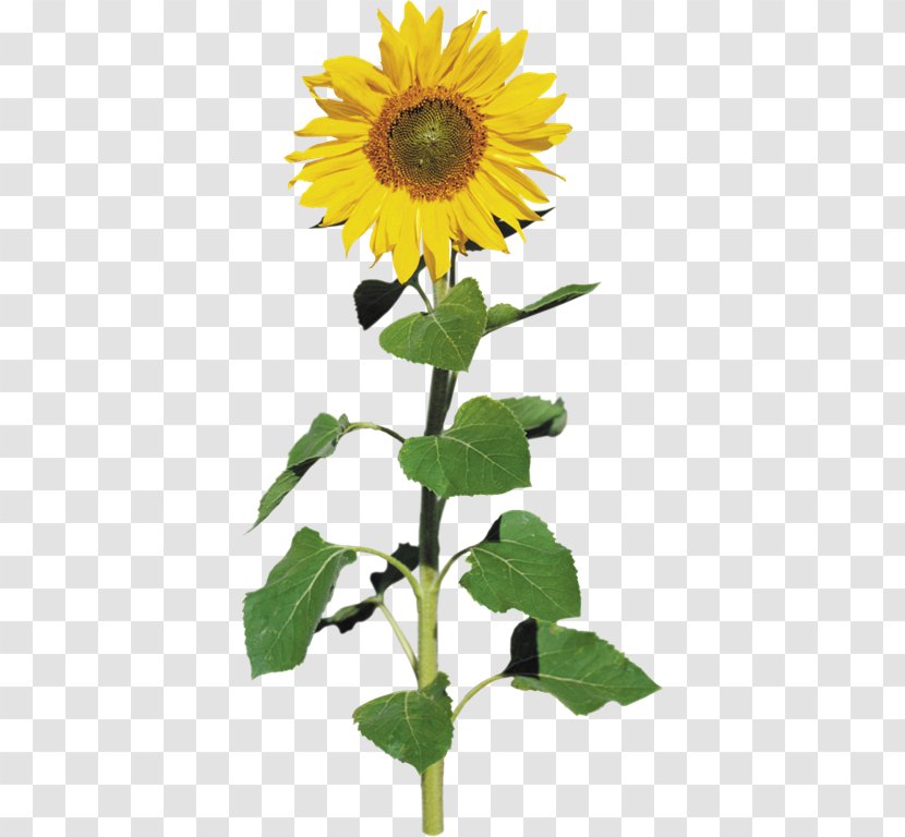 Common Sunflower Seed Clip Art - Daisy Family Transparent PNG