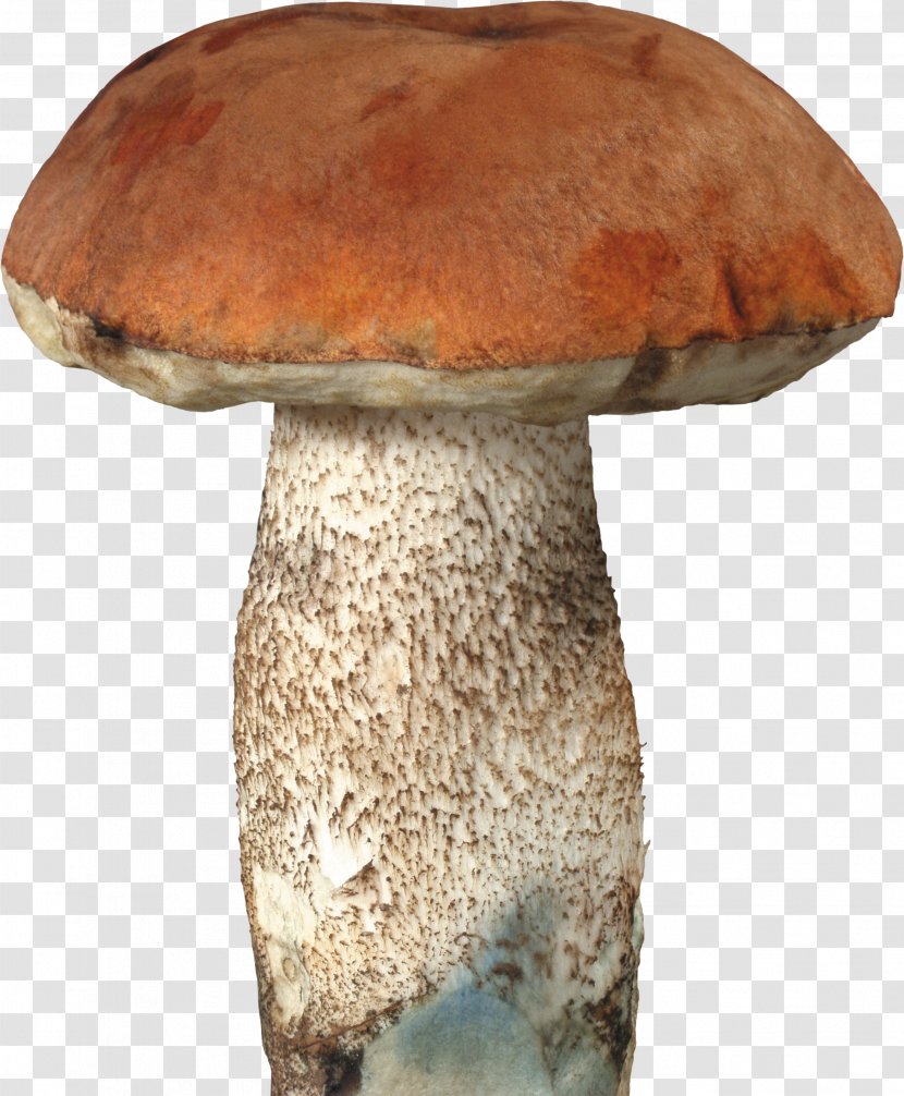 Fungus Mushroom Boletus Edulis Clip Art - Wild Mushrooms Transparent PNG