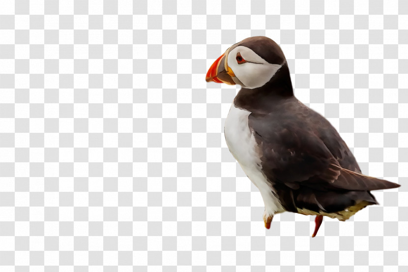 Puffins Beak Transparent PNG