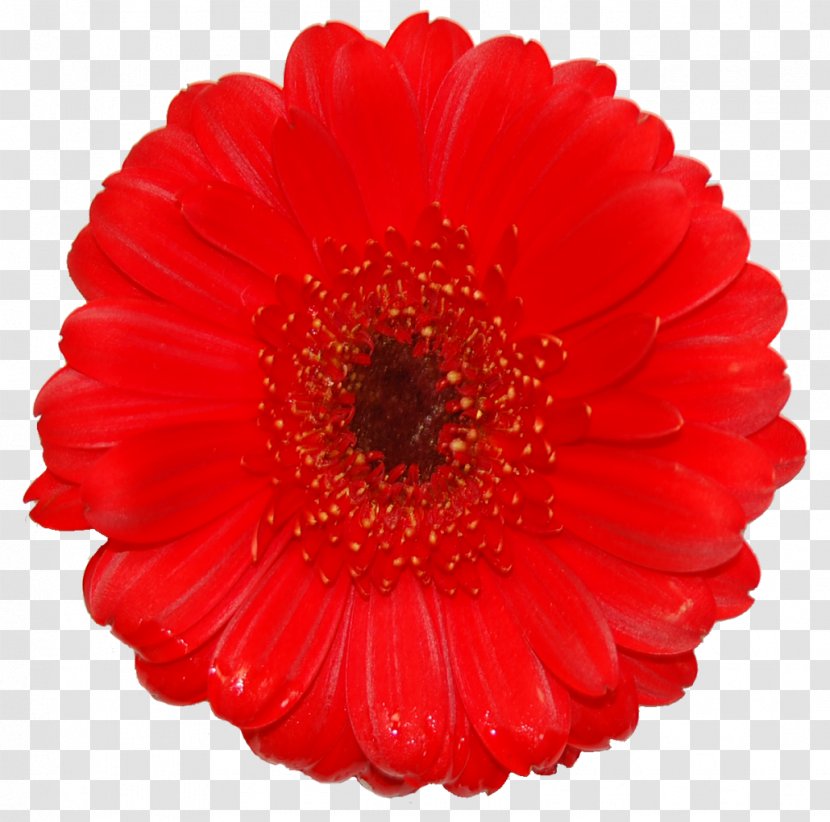Transvaal Daisy Cut Flowers Dahlia RED.M - Petal - Gerbera Vector Transparent PNG