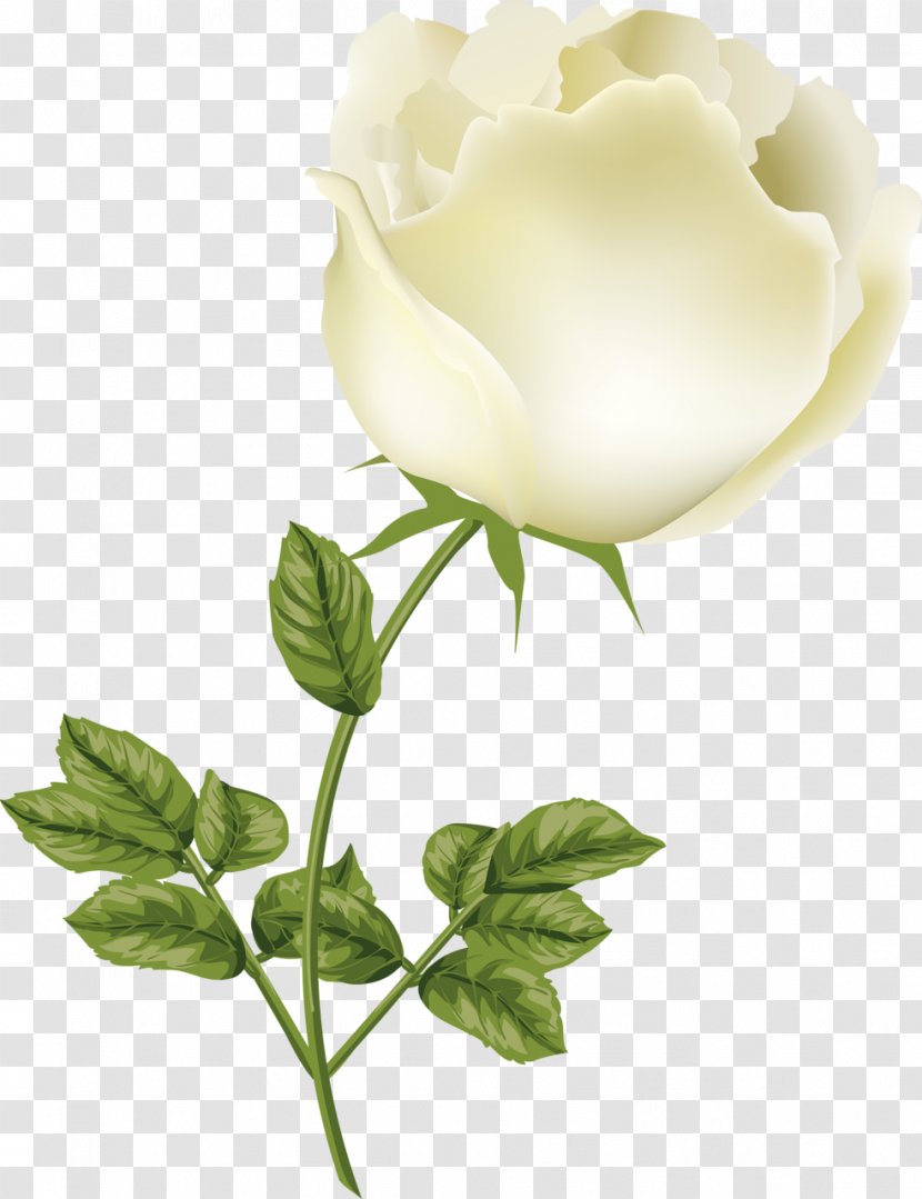 Garden Roses Centifolia Cut Flowers Bud Petal - Rose Order - Plant Stem Transparent PNG