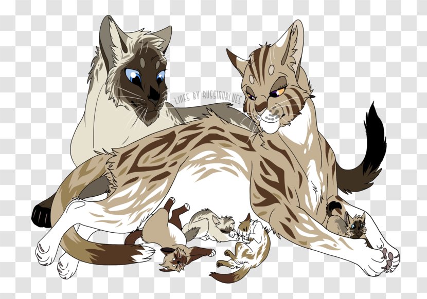 Whiskers Kitten Wildcat Felidae - Canidae - Family Cat Transparent PNG