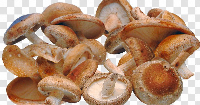 Shiitake Edible Mushroom Fungus Health - Agaricus Subrufescens Transparent PNG