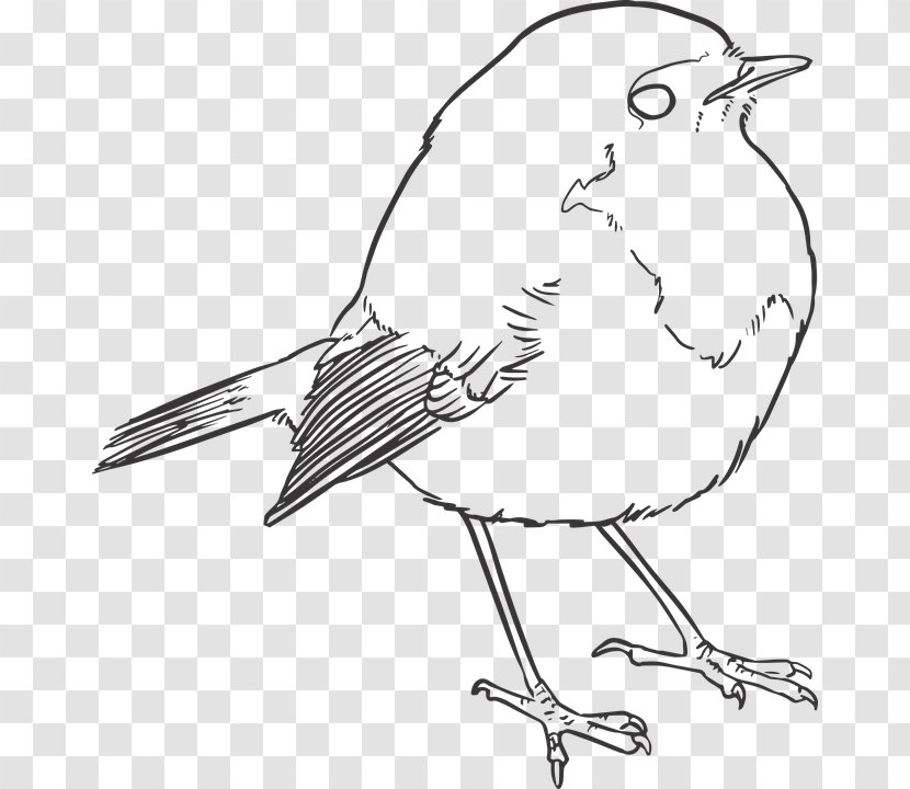 Bird Drawing Line Art - Pencil - Realistic Hummingbird Transparent PNG